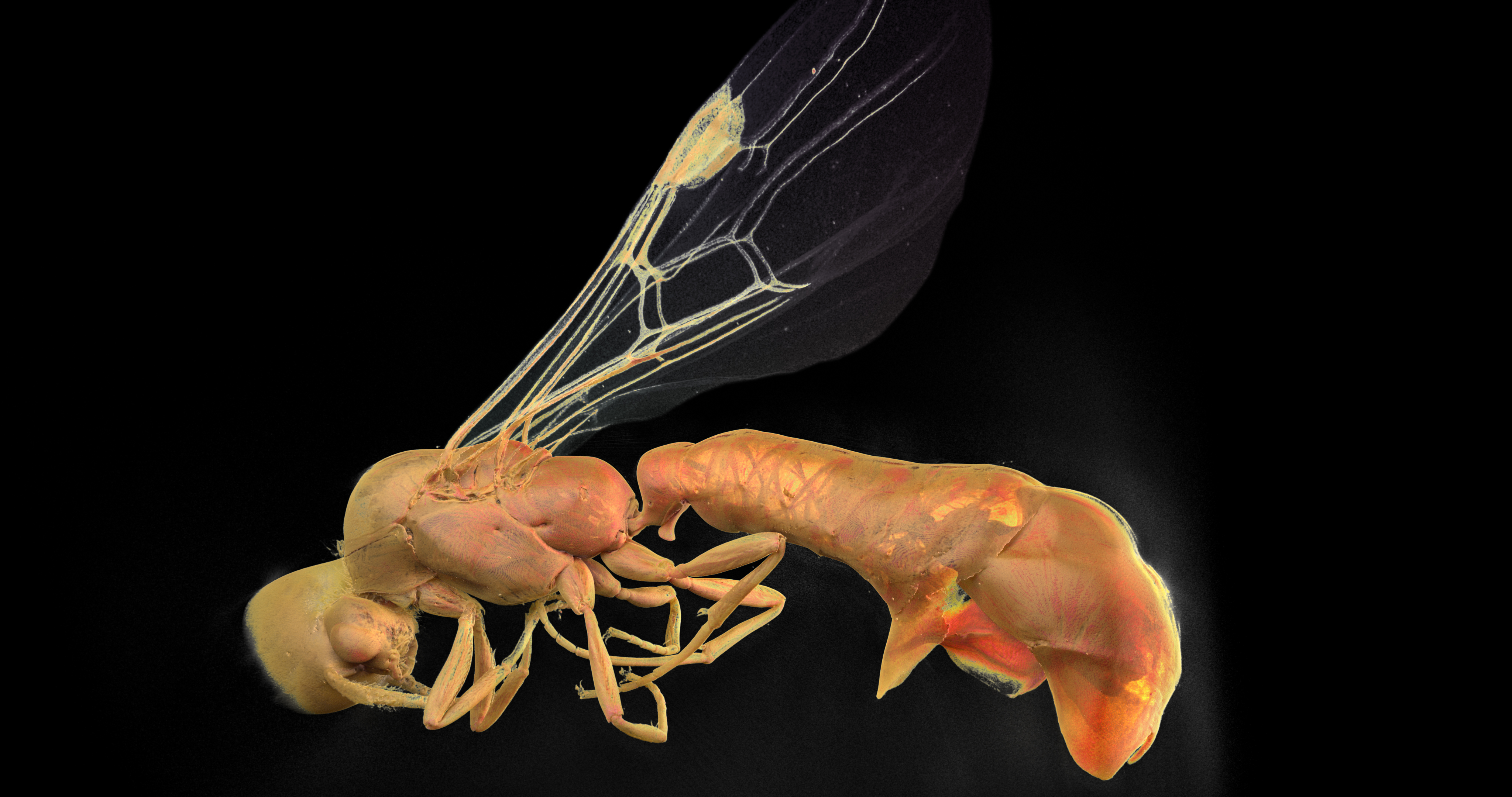 Adetomyrma bressleri full lateral micro-CT profile scan displaying wing venation and abdominal segments
