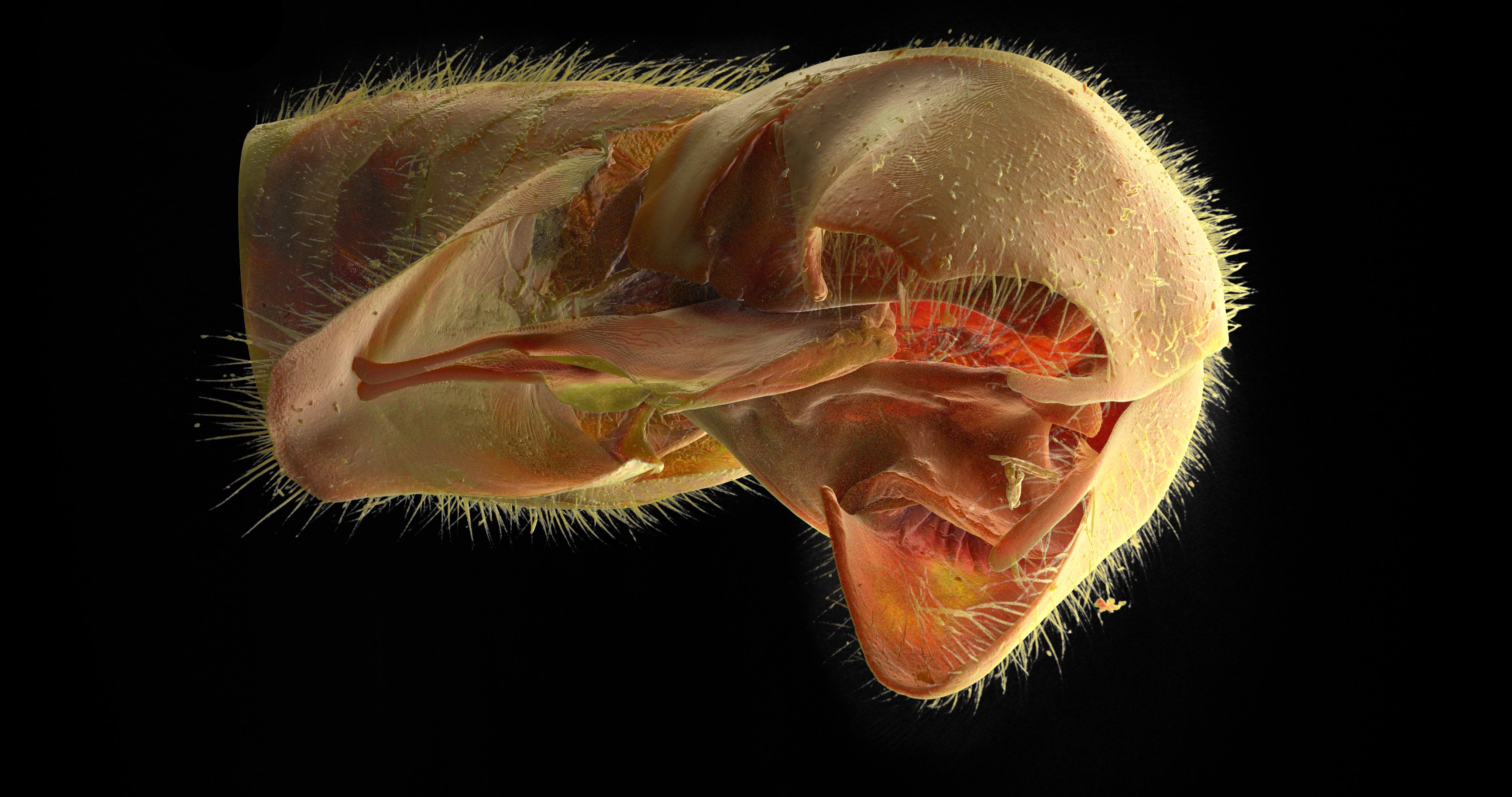 Abdomen Underside Scan