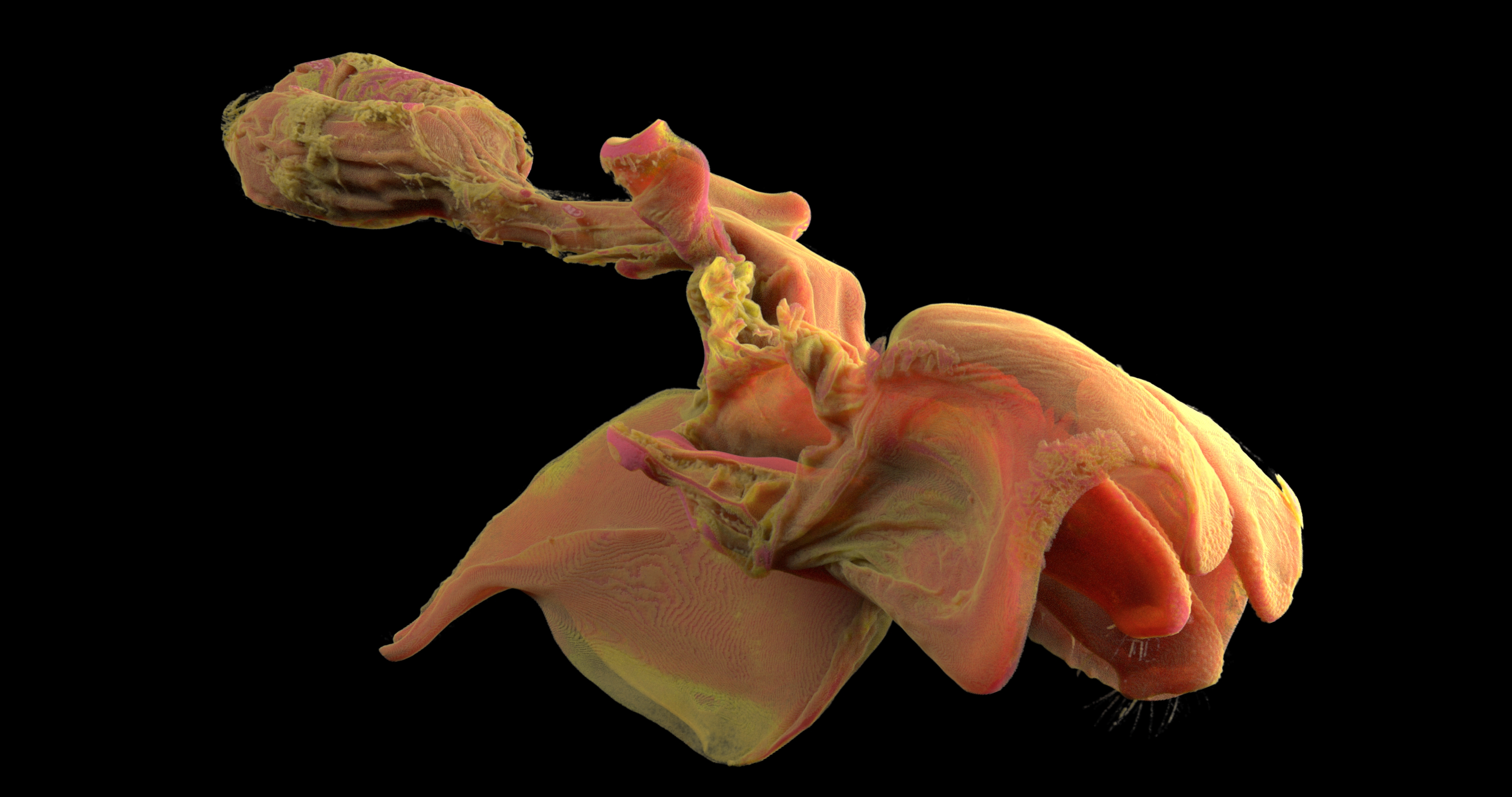 Abdomen of a male ant (Adetomyrma bressleri) with extended genitalia captured by Xradia 520 Versa