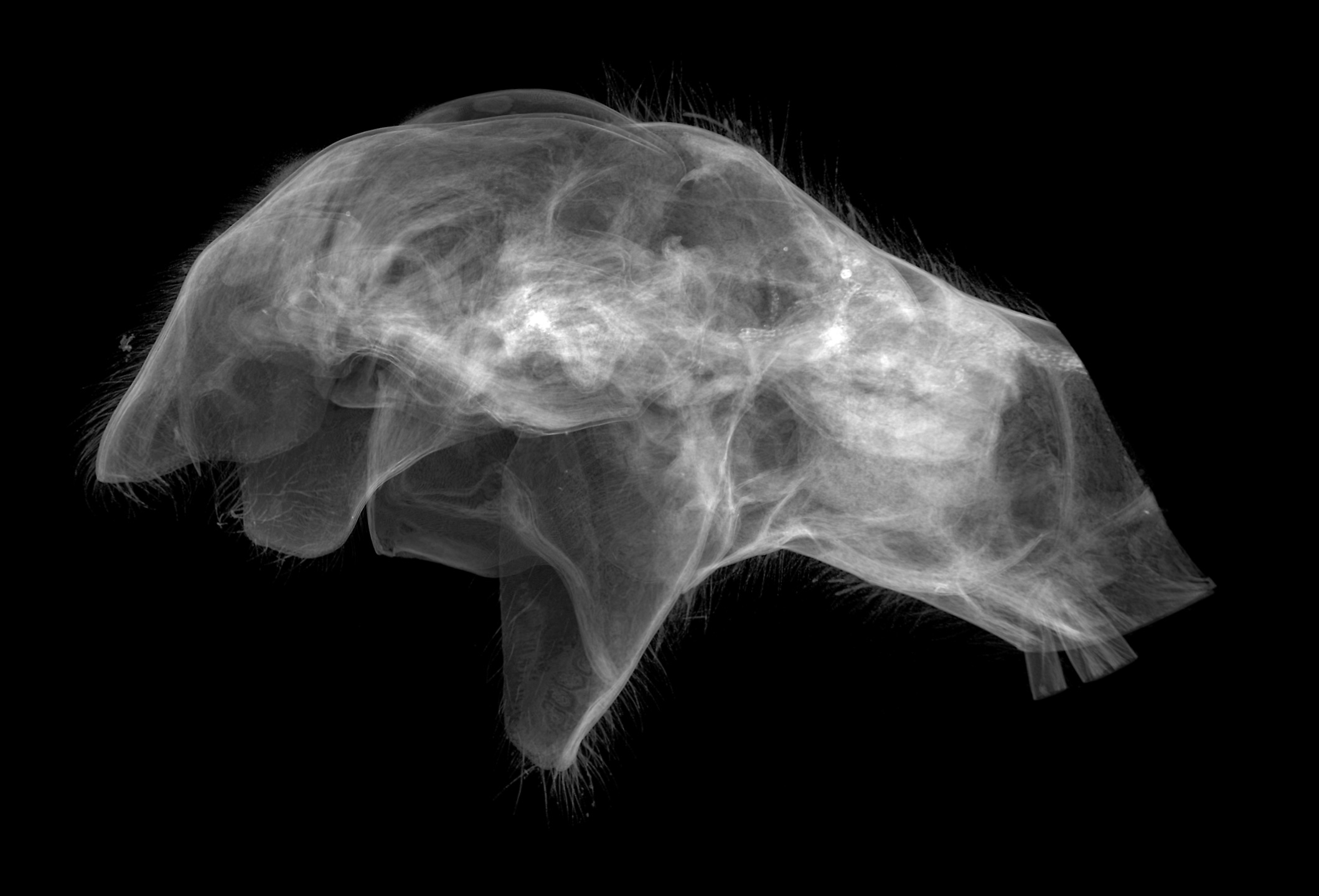 Base X-Ray CT Absorption Scan View