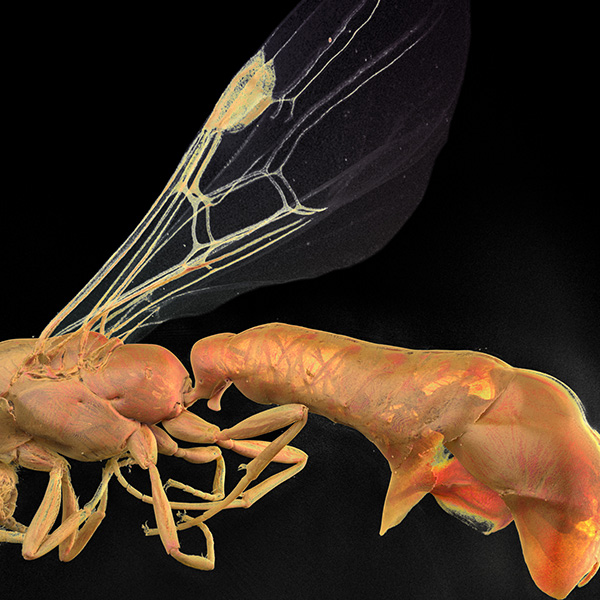 Full Ant Profile