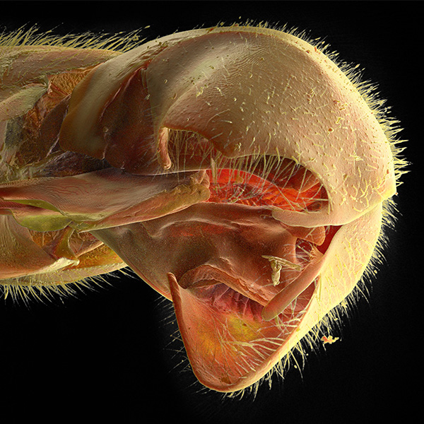 Abdomen Underside