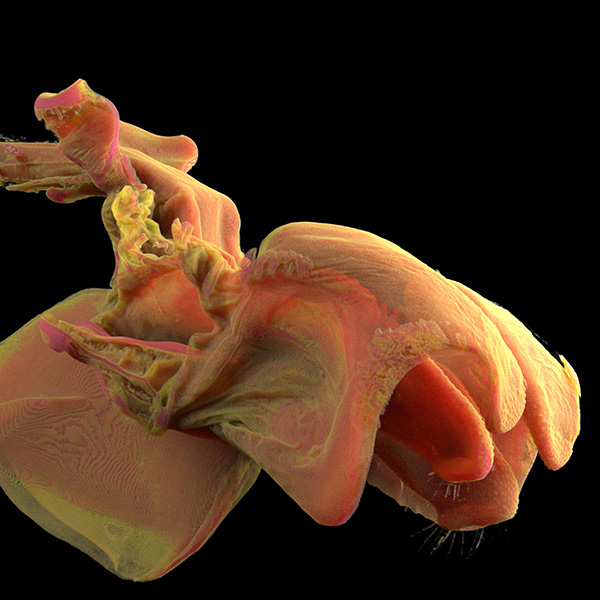 Male Extended Genitalia (Aedeagus)