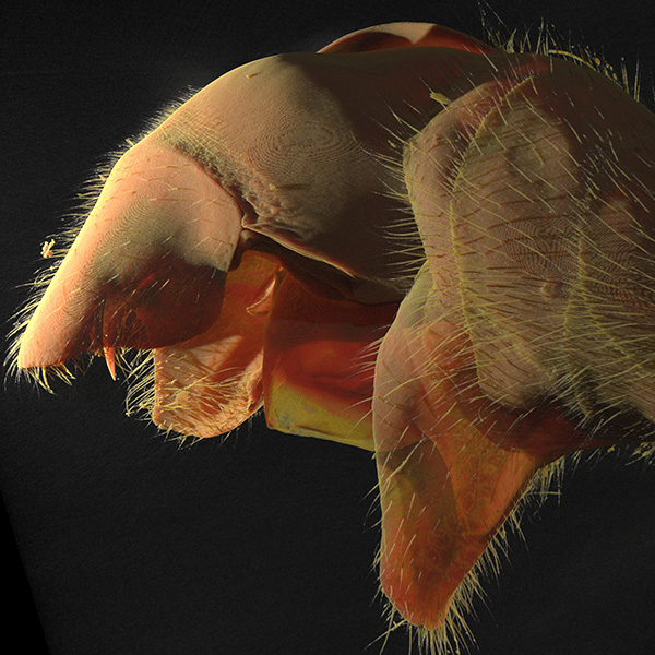 Gonad Internal Micro-Structure