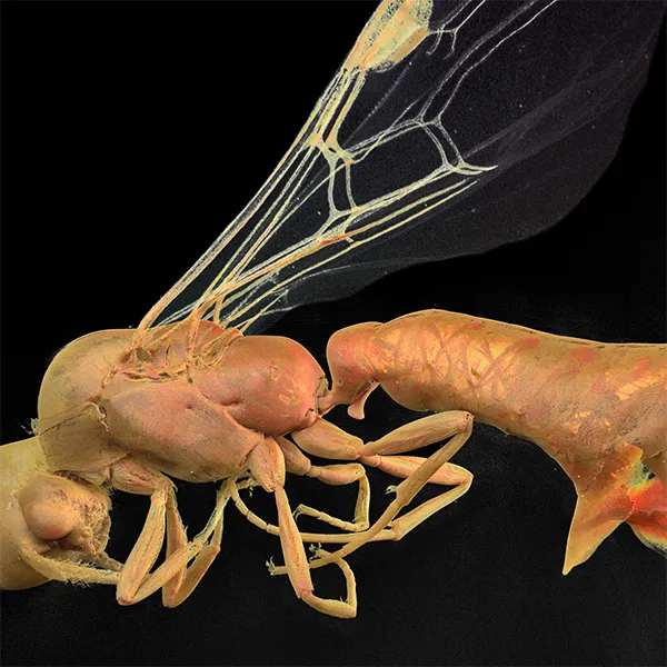 High-resolution scientific 3D micro-CT scan of ant anatomical structures