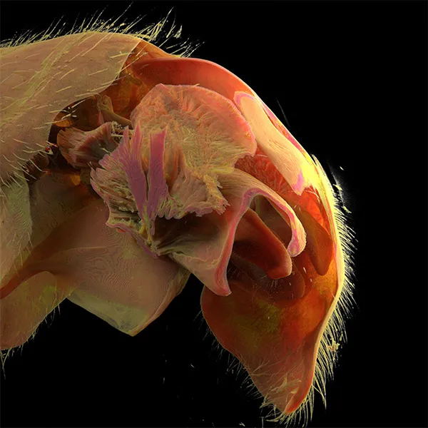 3D volume reconstruction of Adetomyrma bressleri male ant extended genitalia (Aedeagus)