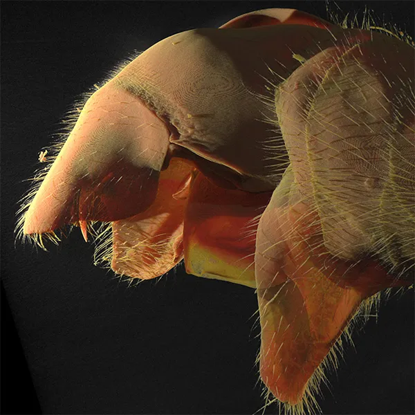 Scientific volume visualization of internal head and mandibular structure