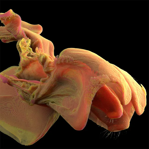 Sub-micron volumetric reconstruction highlighting sensory receptors in head capsule