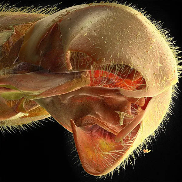 Comparative micro-CT study of wasp-ant transitional structures
